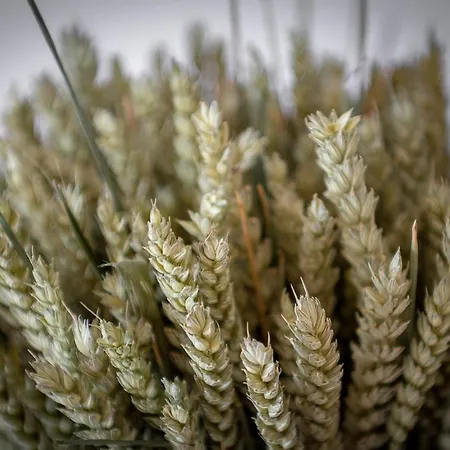 U Manellu Aparthotel Santa-Reparata-di-Balagna