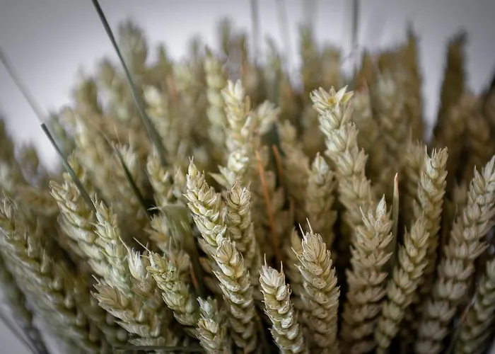 U Manellu Aparthotel Santa-Reparata-di-Balagna